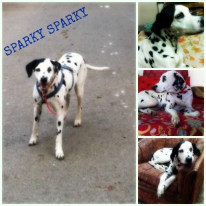 Sparky book cover Collage