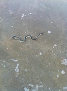 This is not the same snake :) 