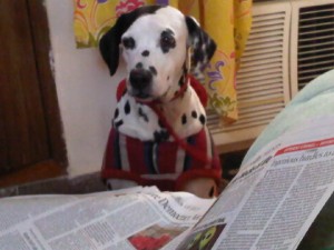 Sparky reading the newspaper